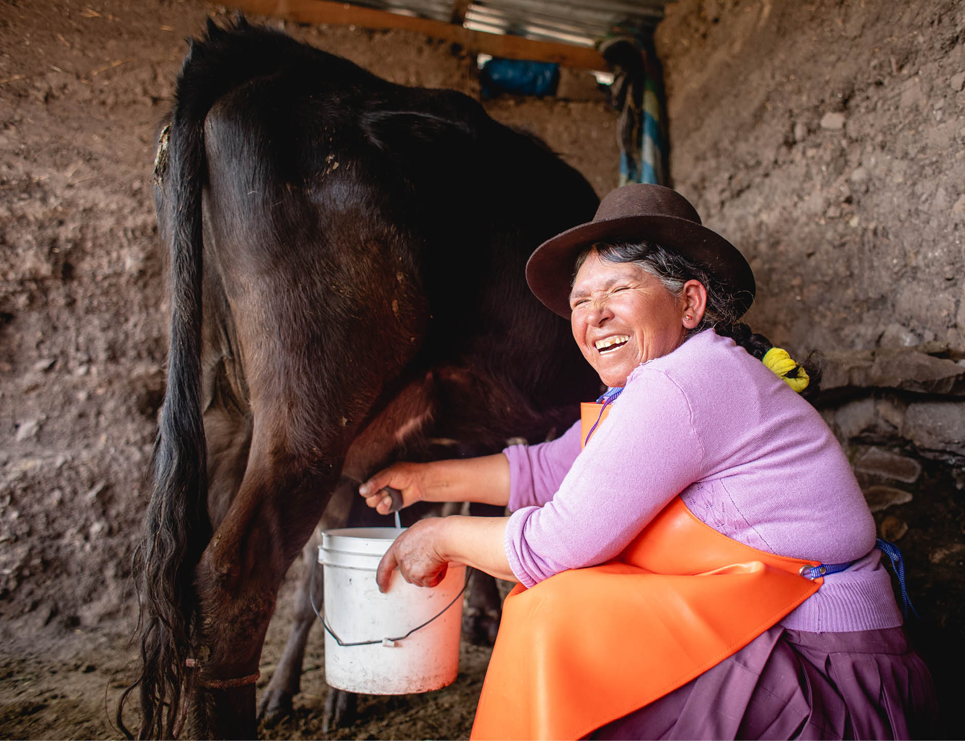Eusebia Canales ordeña su vaca, que le proporciona leche, queso, yogur y unos ingresos para mantener a su familia. Ella y su marido Juvenal Sosa Quilca viven con su familia en la comunidad de Suytupampa, en Castrovirreyna (Perú). Viven en una granja donde crían cuyes, gallinas y vacas. También cultivan diversas hortalizas en su invernadero y cereales en sus campos. Pueden mantener una dieta variada y nutritiva gracias al apoyo del socio local de LWR, el Centro de Desarrollo Integral Comunitario (CEDINCO). Además, ahora tienen un excedente de productos que pueden vender en los mercados para complementar sus despensas con otros alimentos que no producen ellos mismos. Esto permite diversificar aún más su dieta.     "Gracias a CEDINCO, que me da mucho apoyo. Agradezco también a mis cuys. Yo misma alimento a mis hijos", dice Eusebia. "Lo mismo en el invernadero. Tengo mi comida, mis acelgas, mis espinacas, mis lechugas... Mi gallina es igual. Vendo huevos. Doy de comer a mis hijos. Así es como vivo".      "Gracias. CEDINCO me ha proporcionado esa estrategia, ese apoyo. Les agradezco mucho. Y siempre me apoyan siempre... me aconsejan, me animan. Y les agradezco a ellos, y a la Sra. Irene, a los jóvenes de aquí, a la Sra. Meylin. Nos apoyan bastante", dice Eusebia.      "Antes, aquí no había alfalfa. No había alfalfa. Los que tenían dinero, tenían alfalfa y también vacas. Pero ahora tenemos... Casi el 80% tenemos todo vacas", dice Juvenal. "Todo el mundo tiene queso. Todo el mundo tiene leche. Así que, al menos con la comida hay 25 personas trabajando con CEDINCO ahora, al menos está cambiando ahora. Ya ha cambiado".    Eusebia dice: "Más que nada, mi vaca me da dinero. Me mantiene. Me gano la vida con ella. De ahí saco, como. Puedo comer su queso, beber su leche, para alimentar a mis hijos. Y así vendo un poco, consumo un poco".      Juvenal también señala que los jóvenes están participando en el programa, "También los jóvenes de allá, ellos también decidieron hacer sus balcones de cuyes y gallinas también. Es decir, ya están siguiendo el camino, ¿no? Pero, ¿para qué? Para alimentar a sus hijos".      En una región altoandina de Perú llamada Castrovirreyna, Lutheran World Relief apoya un programa dirigido por su socio Centro de Desarrollo Integral Comunitario (CEDINCO) para reducir la desnutrición. En ocho aldeas situadas a más de 4.000 metros sobre el nivel del mar, la pobreza y la dureza del clima dificultan que las familias produzcan alimentos suficientes. Allí, los equipos del CEDINCO ayudan a las familias indígenas a cultivar alimentos nutritivos y mejorar el estado nutricional de sus hijos.    Antes, la dieta básica de la región consistía principalmente en cereales y patatas, con pocas proteínas. "La comida era muy pobre", dice Irene Flores, directora de CEDINCO. Los niños sufrían desnutrición crónica y anemia infantil.    Con el apoyo de LWR, el programa de CEDINCO ayuda a las familias a crear invernaderos con paredes de barro para cultivar hortalizas; criar cobayas y pollos para carne; y maximizar su producción de alimentos de otras formas. También imparten formación a las madres sobre la importancia de una buena nutrición.    "La disponibilidad de alimentos ha aumentado y se ha diversificado" en las 8 aldeas del programa, dice Irene.      En colaboración con Growing Hope Globally, el programa de LWR aumenta la producción de alimentos nutritivos formando a los agricultores autóctonos en métodos de producción orgánica, como la creación de bancos de semillas, la mejora del almacenamiento tras la cosecha y el establecimiento de invernaderos familiares. Al reforzar la cría de ganado menor, las familias tienen mayor acceso a la carne. Los agricultores también reciben formación para comercializar sus cosechas de patatas y verduras ecológicas -por ejemplo, vendiéndolas a los mercados de patatas fritas ecológicas de Europa- y gestionar sus ingresos agrícolas.      El programa se coordina con instituciones educativas y centros de salud para promover un cambio social y de comportamiento que fomente buenos hábitos de nutrición e higiene. Las visitas a domicilio conciencian sobre la anemia y los parásitos y enseñan a los niños la importancia de lavarse las manos. También se forma a las familias para que mantengan limpios sus hogares separando a sus animales pequeños de las zonas donde comen y viven las personas.      LWR también ha lanzado una campaña de concienciación sobre la vacuna COVID-19 en Castrovirreyna, en colaboración con los puestos de salud locales.     LWR apoya esta labor a través del proyecto Promoci n de entornos favorables para la seguridad alimentaria y la nutrici n familiar en Castrovirreyna - Per. LWR trabaja con CEDINCO desde 2011 para mejorar la seguridad alimentaria, fortalecer el desarrollo agrícola y apoyar la salud y nutrición familiar en Castrovirreyna. Foto de Amy Vu.