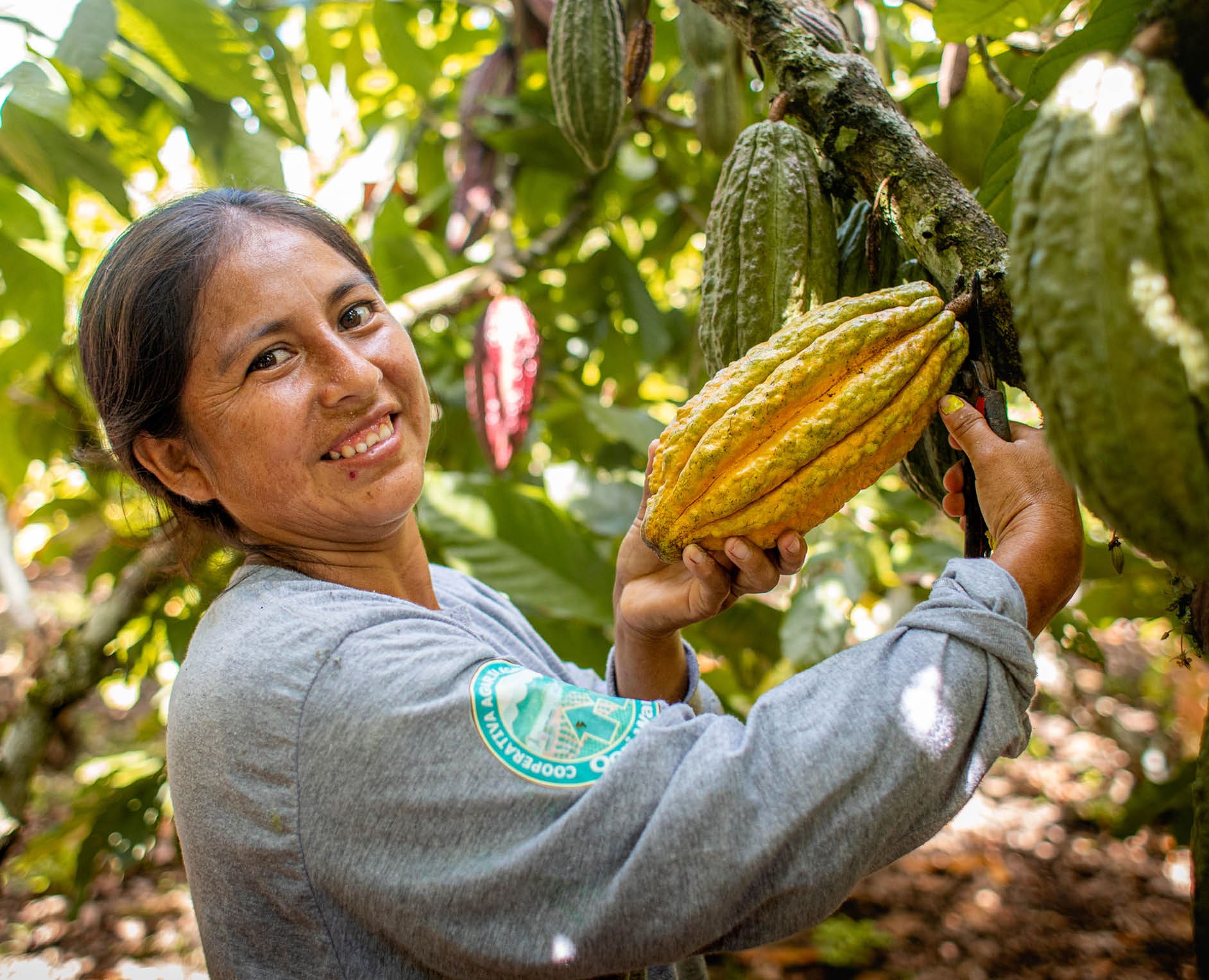 Alicia Berrocal Aguilar cosechando cacao en la comunidad de La Florida, en el VRAEM. Forma parte de la cooperativa de mujeres cacaoteras Qori Warmi, apoyada por LWR.   En un valle de difícil acceso en la sierra sur de Perú llamado VRAEM, o Valle de los Ríos Apur mac, Ene y Mantaro, Lutheran World Relief apoya a la cooperativa de mujeres cacaoteras Qori Warmi. Qori Warmi significa "mujeres de oro" en la lengua quechua local. El VRAEM es una de las regiones más pobres de Perú y es un epicentro de la producción de hoja de coca utilizada para fabricar cocaína.     La cooperativa Qori Warmi fue formada en 2018 por 35 mujeres emprendedoras productoras de cacao. La cooperativa se beneficia del suelo fértil del valle y son capaces de producir una variedad nativa de cacao fino que es reconocida en el mercado mundial del cacao por su alto valor genético.     LWR proporciona asistencia técnica a la cooperativa Qori Warmi en la gestión de su cosecha de cacao, incluida la manipulación postcosecha, las prácticas de fermentación, el control de plagas y la gestión empresarial. Esta asistencia forma parte de los esfuerzos de LWR por promover el cacao como cultivo comercial legal y de alto valor alternativo a la producción de coca en Perú. Estos programas se llevan a cabo prestando especial atención a la integración de la perspectiva de género.     Con el apoyo de LWR, las mujeres productoras de la cooperativa Qori Warmi han podido aumentar sus ingresos familiares y mejorar la vida de sus familias cultivando cacao orgánico.      Además de vender su cacao a los exportadores, la cooperativa también produce su propio chocolate bajo la marca Tsinane. El chocolate Tsinane ganó premios internacionales en 2018 y 2019 que se entregaron a los representantes de la cooperativa en los International Chocolate Awards de París.       La cooperativa de mujeres cacaoteras Qori Warmi recibió por primera vez el apoyo de LWR en el proyecto "Qori Warmi: Mujeres cambiando el rostro del VRAEM". El proyecto de seguimiento de LWR ayudó a impulsar el enfoque de Economías Rurales y Medios de Vida Agrícolas (REAL) de LWR: "Mujeres, fuerza REAL de cambio en el VRAEM".      Foto de Amy Vu. Foto: https://lwr.sharepoint.com/:f:/g/Emc654yswxdImo6YON1t0dwBeZzaSUW5sYpujACRth8TUQ?e=7qlGkm