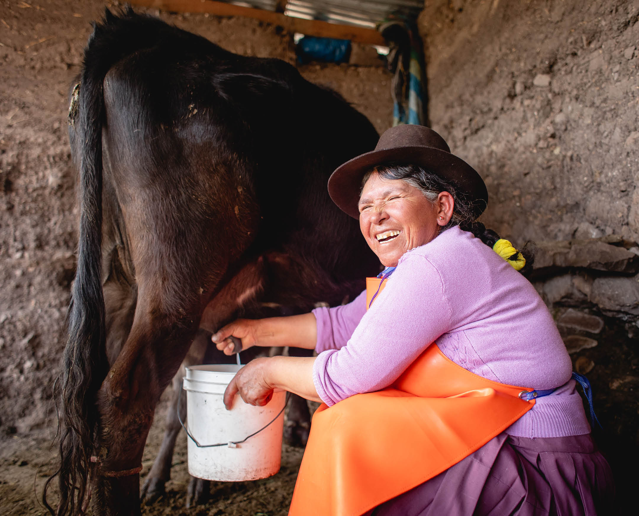 Eusebia Canales ordeña su vaca, que le proporciona leche, queso, yogur y unos ingresos para mantener a su familia. Ella y su marido Juvenal Sosa Quilca viven con su familia en la comunidad de Suytupampa, en Castrovirreyna (Perú). Viven en una granja donde crían cuyes, gallinas y vacas. También cultivan diversas hortalizas en su invernadero y cereales en sus campos. Pueden mantener una dieta variada y nutritiva gracias al apoyo del socio local de LWR, el Centro de Desarrollo Integral Comunitario (CEDINCO). Además, ahora tienen un excedente de productos que pueden vender en los mercados para complementar sus despensas con otros alimentos que no producen ellos mismos. Esto permite diversificar aún más su dieta.     "Gracias a CEDINCO, que me da mucho apoyo. Agradezco también a mis cuys. Yo misma alimento a mis hijos", dice Eusebia. "Lo mismo en el invernadero. Tengo mi comida, mis acelgas, mis espinacas, mis lechugas... Mi gallina es igual. Vendo huevos. Doy de comer a mis hijos. Así es como vivo".      "Gracias. CEDINCO me ha proporcionado esa estrategia, ese apoyo. Les agradezco mucho. Y siempre me apoyan siempre... me aconsejan, me animan. Y les agradezco a ellos, y a la Sra. Irene, a los jóvenes de aquí, a la Sra. Meylin. Nos apoyan bastante", dice Eusebia.      "Antes, aquí no había alfalfa. No había alfalfa. Los que tenían dinero, tenían alfalfa y también vacas. Pero ahora tenemos... Casi el 80% tenemos todo vacas", dice Juvenal. "Todo el mundo tiene queso. Todo el mundo tiene leche. Así que, al menos con la comida hay 25 personas trabajando con CEDINCO ahora, al menos está cambiando ahora. Ya ha cambiado".    Eusebia dice: "Más que nada, mi vaca me da dinero. Me mantiene. Me gano la vida con ella. De ahí saco, como. Puedo comer su queso, beber su leche, para alimentar a mis hijos. Y así vendo un poco, consumo un poco".      Juvenal también señala que los jóvenes están participando en el programa, "También los jóvenes de allá, ellos también decidieron hacer sus balcones de cuyes y gallinas también. Es decir, ya están siguiendo el camino, ¿no? Pero, ¿para qué? Para alimentar a sus hijos".      En una región altoandina de Perú llamada Castrovirreyna, Lutheran World Relief apoya un programa dirigido por su socio Centro de Desarrollo Integral Comunitario (CEDINCO) para reducir la desnutrición. En ocho aldeas situadas a más de 4.000 metros sobre el nivel del mar, la pobreza y la dureza del clima dificultan que las familias produzcan alimentos suficientes. Allí, los equipos del CEDINCO ayudan a las familias indígenas a cultivar alimentos nutritivos y mejorar el estado nutricional de sus hijos.    Antes, la dieta básica de la región consistía principalmente en cereales y patatas, con pocas proteínas. "La comida era muy pobre", dice Irene Flores, directora de CEDINCO. Los niños sufrían desnutrición crónica y anemia infantil.    Con el apoyo de LWR, el programa de CEDINCO ayuda a las familias a crear invernaderos con paredes de barro para cultivar hortalizas; criar cobayas y pollos para carne; y maximizar su producción de alimentos de otras formas. También imparten formación a las madres sobre la importancia de una buena nutrición.    "La disponibilidad de alimentos ha aumentado y se ha diversificado" en las 8 aldeas del programa, dice Irene.      En colaboración con Growing Hope Globally, el programa de LWR aumenta la producción de alimentos nutritivos formando a los agricultores autóctonos en métodos de producción orgánica, como la creación de bancos de semillas, la mejora del almacenamiento tras la cosecha y el establecimiento de invernaderos familiares. Al reforzar la cría de ganado menor, las familias tienen mayor acceso a la carne. Los agricultores también reciben formación para comercializar sus cosechas de patatas y verduras ecológicas -por ejemplo, vendiéndolas a los mercados de patatas fritas ecológicas de Europa- y gestionar sus ingresos agrícolas.      El programa se coordina con instituciones educativas y centros de salud para promover un cambio social y de comportamiento que fomente buenos hábitos de nutrición e higiene. Las visitas a domicilio conciencian sobre la anemia y los parásitos y enseñan a los niños la importancia de lavarse las manos. También se forma a las familias para que mantengan limpios sus hogares separando a sus animales pequeños de las zonas donde comen y viven las personas.      LWR también ha lanzado una campaña de concienciación sobre la vacuna COVID-19 en Castrovirreyna, en colaboración con los puestos de salud locales.     LWR apoya esta labor a través del proyecto Promoci n de entornos favorables para la seguridad alimentaria y la nutrici n familiar en Castrovirreyna - Per. LWR trabaja con CEDINCO desde 2011 para mejorar la seguridad alimentaria, fortalecer el desarrollo agrícola y apoyar la salud y nutrición familiar en Castrovirreyna. Foto de Amy Vu.