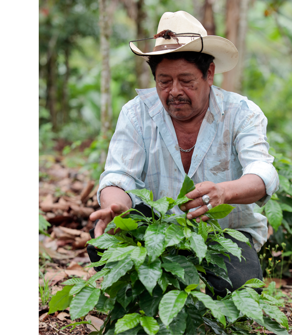 José Martínez Flores, de 70 años, es un agricultor de la comunidad de Santa Isabel, en Jinotega (Nicaragua), que cultiva café para LWR Farmers Market Coffee, una asociación entre Lutheran World Relief y Thrive Farmers, un tostador de café con sede en Atlanta. En la foto se ve a José mostrando una plantación de café renovada que ha asociado con el cacao. José es padre de 10 hijos y lleva cultivando café desde la década de 1980, José es un marido, padre, abuelo, líder comunitario y agricultor dedicado A pesar de los retos que plantea la producción de café, sigue dedicándose a cultivar sólo granos de la mejor calidad para el café de LWR Farmers Market.  