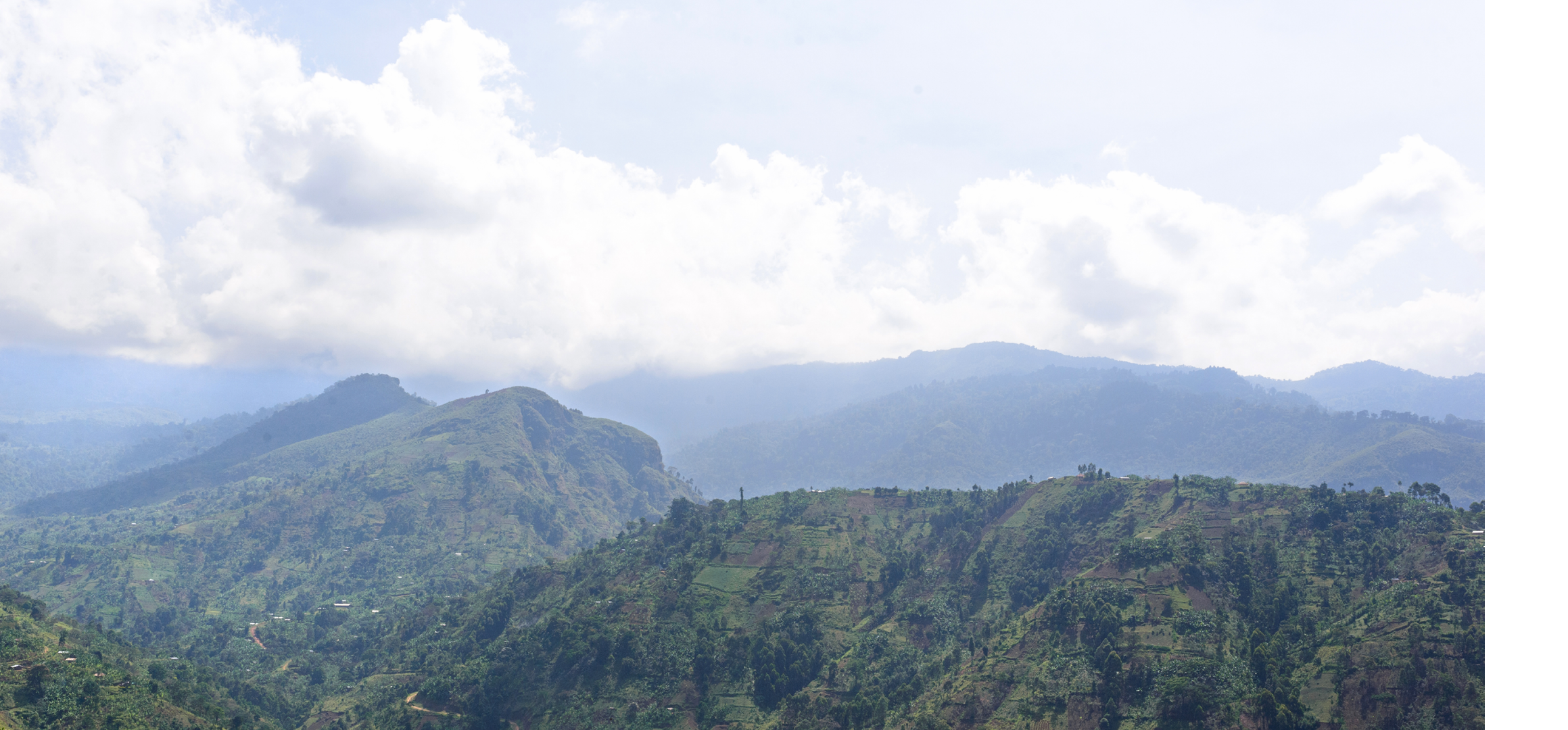 Paisaje de Bufuma Foto: Jjumba Martin Mountain Harvest