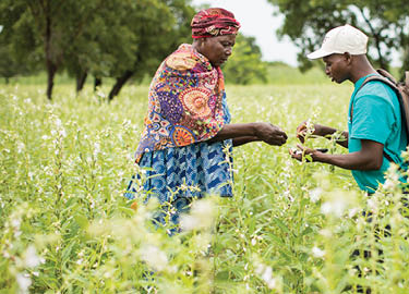 Sama Isabel (52 años, L) es una exitosa agricultora de sésamo en la provincia de Mouhoun, Burkina Faso, que se ha beneficiado de la formación y el apoyo de su agente de empresa productora, Bleise Tianhoun (R), en el marco del proyecto SESAME Proyecto SESAME - Burkina Faso, África Occidental 14 de septiembre de 2018 Fotografía de Jake Lyell para Lutheran World Relief. 