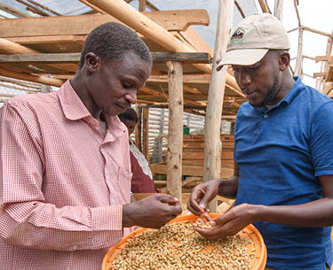 Miembros de la sociedad cooperativa de Bufuma se reúnen con Kenneth Barigye, director general de Mountain Harvest, en su secadero de Bufuma: Jjumba Martin Cosecha de Montaña