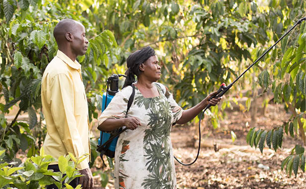 Deogracias Muwonge (35 años, izq.), agente empresarial de la aldea, forma a Rose Nabyonga (60 años, dcha.), productora de café, en la aplicación de pesticidas en su granja del distrito de Kyotera, Uganda Proyecto Semilla Joven de LWR Uganda, febrero de 2018 Foto de Jake Lyell para Lutheran World Relief  