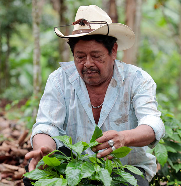 José Martínez Flores, de 70 años, es un agricultor de la comunidad de Santa Isabel, en Jinotega (Nicaragua), que cultiva café para LWR Farmers Market Coffee, una asociación entre Lutheran World Relief y Thrive Farmers, un tostador de café con sede en Atlanta. En la foto se ve a José mostrando una plantación de café renovada que ha asociado con el cacao. José es padre de 10 hijos y lleva cultivando café desde la década de 1980, José es un marido, padre, abuelo, líder comunitario y agricultor dedicado A pesar de los retos que plantea la producción de café, sigue dedicándose a cultivar sólo granos de la mejor calidad para el café de LWR Farmers Market.  