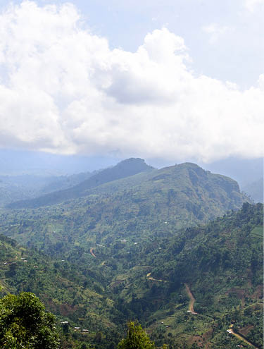 Paisaje de Bufuma Foto: Jjumba Martin Mountain Harvest