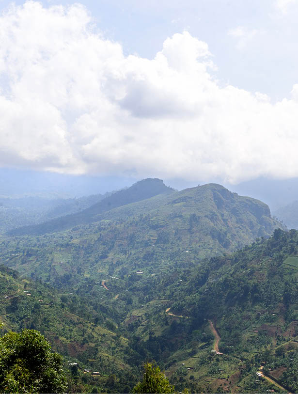 Paisaje de Bufuma Foto: Jjumba Martin Mountain Harvest