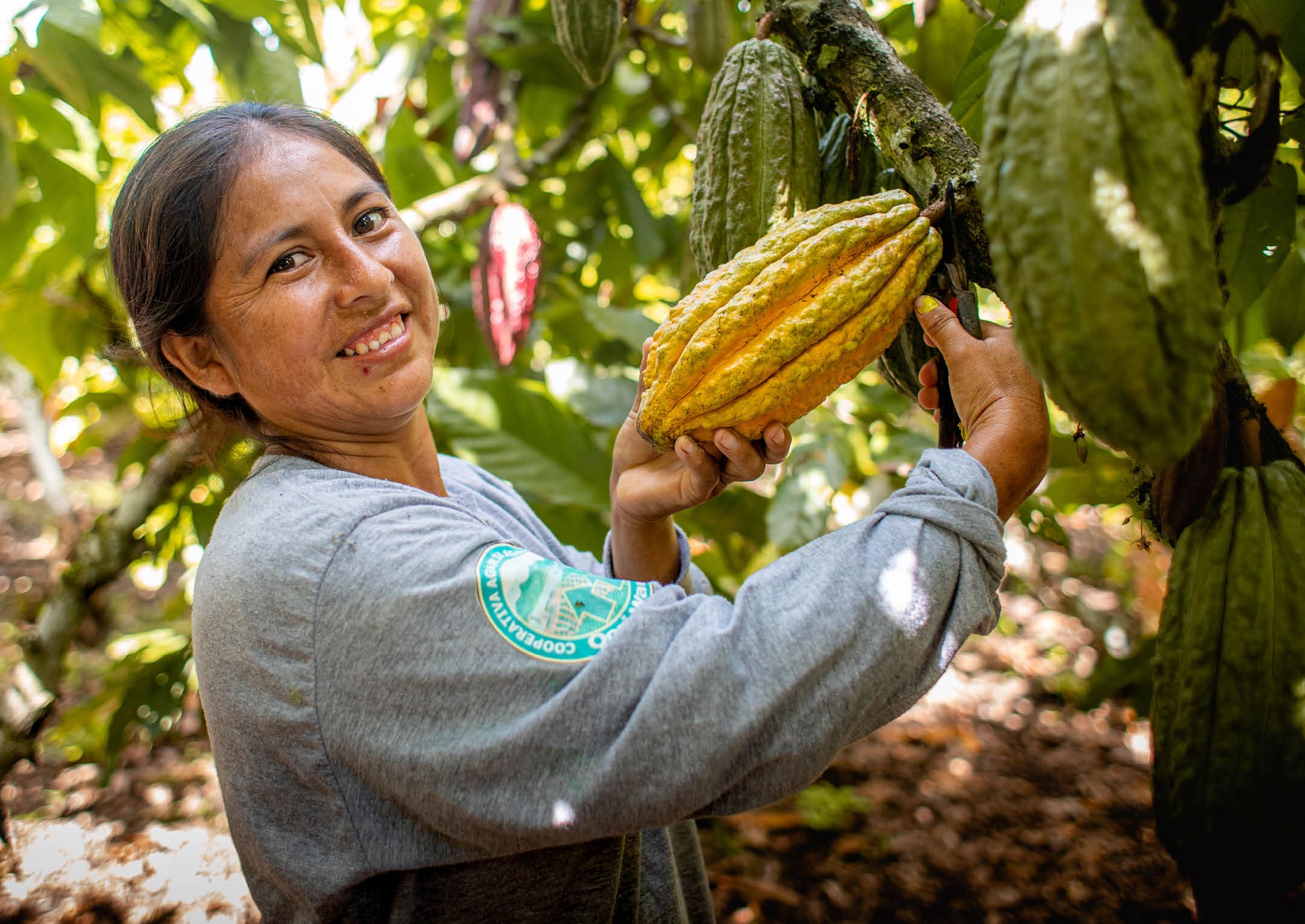 Alicia Berrocal Aguilar récolte du cacao dans la communauté de La Florida, dans la VRAEM. Elle fait partie de la coopérative de cacao des femmes Qori Warmi, soutenue par LWR.   Dans une vallée difficile d'accès des hauts plateaux du sud du Pérou, appelée VRAEM (Valle de los R os Apur mac, Ene y Mantaro), Lutheran World Relief soutient la coopérative de cacao des femmes Qori Warmi. Qori Warmi signifie "femmes de l'or" dans la langue locale quechua. Le VRAEM est l'une des régions les plus pauvres du Pérou et un épicentre de la production de feuilles de coca utilisées pour fabriquer de la cocaïne.     La coopérative Qori Warmi a été créée en 2018 par 35 femmes entrepreneurs productrices de cacao. La coopérative bénéficie du sol fertile de la vallée et est en mesure de produire une variété indigène de cacao fin qui est reconnue sur le marché mondial du cacao pour sa haute valeur génétique.     LWR fournit une assistance technique à la coopérative Qori Warmi dans la gestion de sa récolte de cacao, y compris la manipulation post-récolte, les pratiques de fermentation, la lutte contre les parasites et la gestion d'entreprise. Cette assistance s'inscrit dans le cadre des efforts déployés par LWR pour promouvoir le cacao en tant que culture commerciale légale et de grande valeur, alternative à la production de coca au Pérou. Ces programmes sont mis en œuvre en mettant l'accent sur l'intégration de la dimension de genre.     Avec le soutien de LWR, les productrices de la coopérative Qori Warmi ont pu augmenter le revenu de leur ménage et améliorer la vie de leur famille en cultivant du cacao biologique.      En plus de vendre leur cacao à des exportateurs, la coopérative produit également son propre chocolat sous la marque Tsinane. Le chocolat Tsinane a remporté des prix internationaux en 2018 et 2019 qui ont été remis aux représentants de la coopérative lors des International Chocolate Awards à Paris.       La coopérative féminine de cacao Qori Warmi a été soutenue pour la première fois par LWR dans le cadre du projet "Qori Warmi : Les femmes changent le visage du VRAEM". Le projet suivant de LWR a contribué à faire progresser l'approche REAL (Rural Economies and Agricultrual Livelihoods) de LWR : "Mujeres, fuerza REAL de cambio en el VRAEM" (Femmes, force réelle de changement dans le VRAEM).      Photo d'Amy Vu. Communiqués de presse : https://lwr.sharepoint.com/:f:/g/Emc654yswxdImo6YON1t0dwBeZzaSUW5sYpujACRth8TUQ?e=7qlGkm