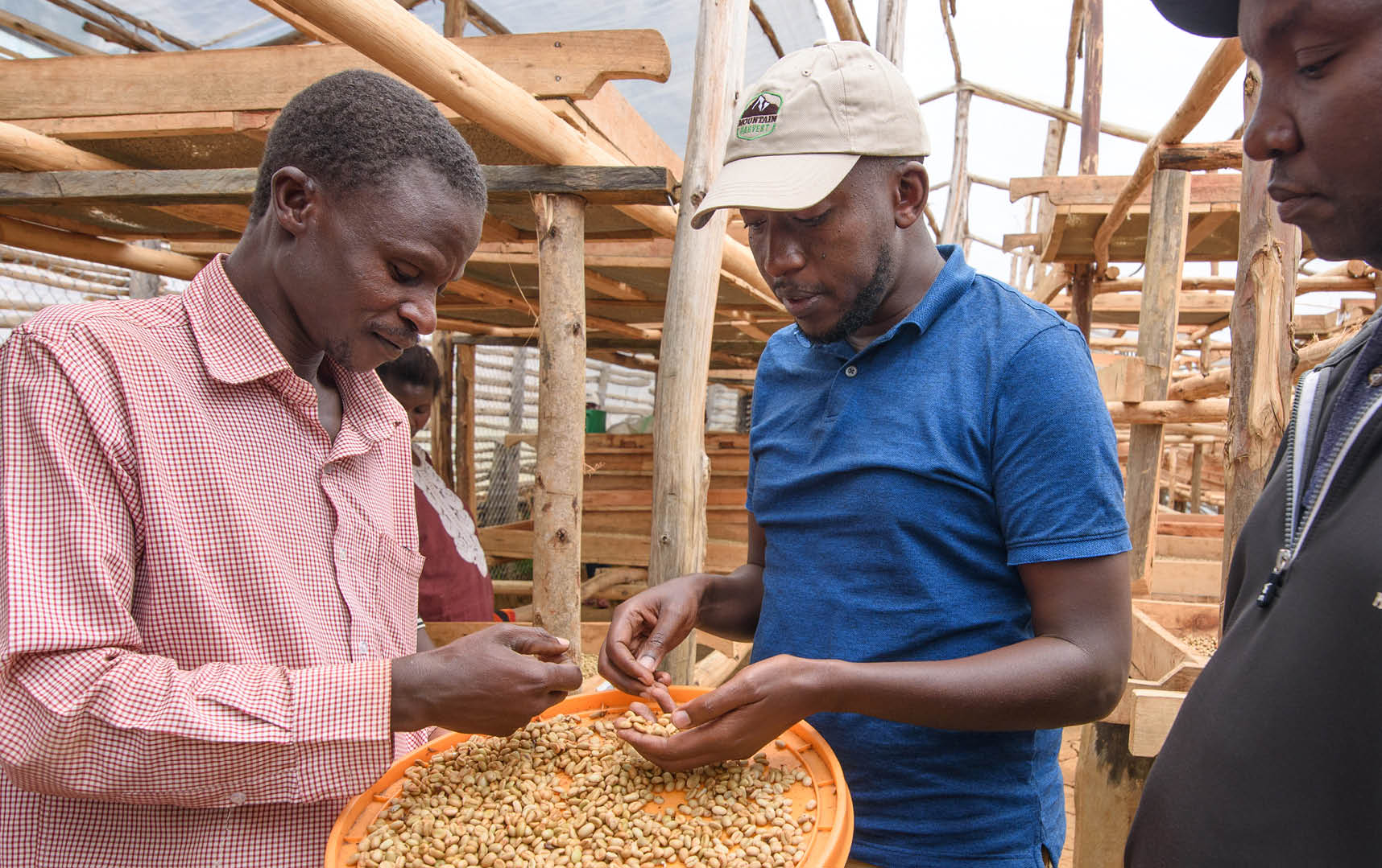 Des membres de la coopérative Bufuma rencontrent Kenneth Barigye, directeur général de Mountain Harvest, dans leur séchoir à Bufuma Photo : Jjumba Martin Mountain Harvest