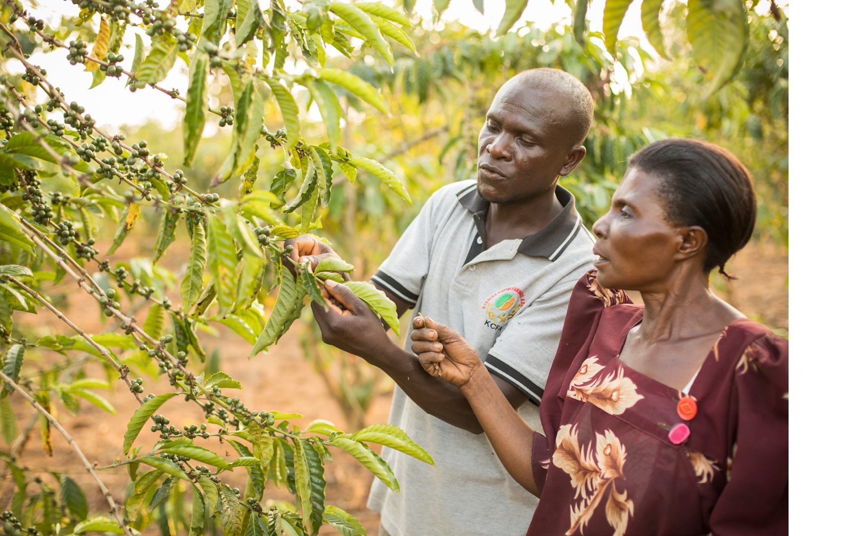 L'agent d'entreprise du village James Kabiito (35, g) fournit des services de vulgarisation à Gertrude Nalukwago (50, d) sur sa ferme de café dans le district de Masaka, en Ouganda Projet LWR Uganda Youth SEED Février 2018 Photo par Jake Lyell pour Lutheran World Relief  