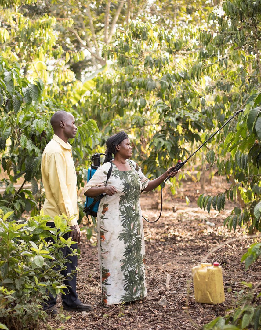 L'agent d'entreprise du village Deogracias Muwonge (35, g) forme la caféicultrice Rose Nabyonga (60, d) à l'application de pesticides dans sa ferme du district de Kyotera, en Ouganda Projet LWR Uganda Youth SEED Février 2018 Photo par Jake Lyell pour Lutheran World Relief  