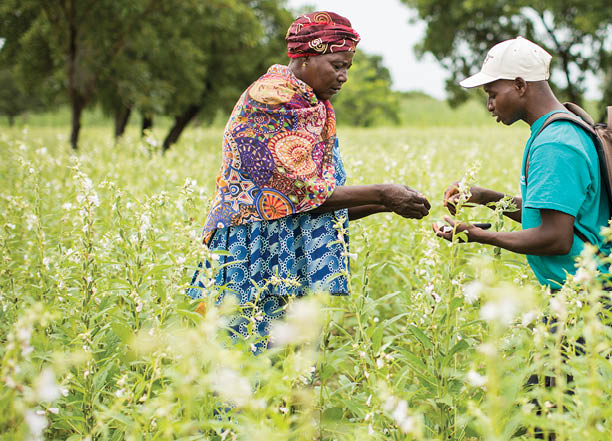 Sama Isabel (52, G) est une productrice de sésame prospère dans la province du Mouhoun, au Burkina Faso, qui a bénéficié de la formation et du soutien de son agent d'entreprise de production, Bleise Tianhoun (D), dans le cadre du projet SESAME Projet SESAME - Burkina Faso, Afrique de l'Ouest 14 septembre 2018 Photo de Jake Lyell pour Lutheran World Relief. 