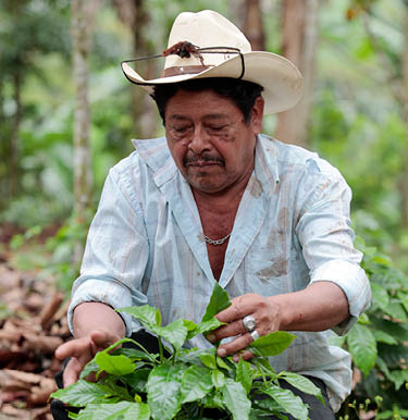 Jose Martinez Flores, 70 ans, est un agriculteur de la communauté de Santa Isabel à Jinotega, au Nicaragua, qui cultive du café pour LWR Farmers Market Coffee, un mélange direct des agriculteurs qui est un partenariat entre Lutheran World Relief et le torréfacteur Thrive Farmers basé à Atlanta Sur la photo, Jose montre une plantation de café rénovée qu'il a associée au cacao Jose est un père de 10 enfants qui cultive du café depuis les années 1980 Cultiver son café sur ses propres terres est une grande source de fierté pour Jose, Jose est un mari, un père, un grand-père, un dirigeant communautaire et un agriculteur dévoué Malgré l'évolution des défis liés à la production de café, il reste déterminé à ne cultiver que des grains de la plus haute qualité pour le café LWR Farmers Market.  