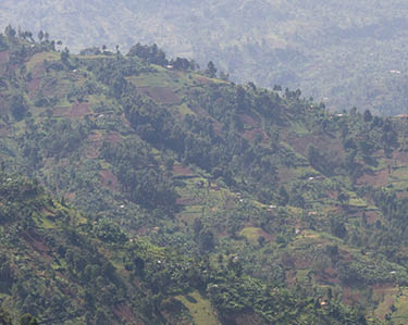 Paysage de Bufuma Photo : Jjumba Martin Mountain Harvest
