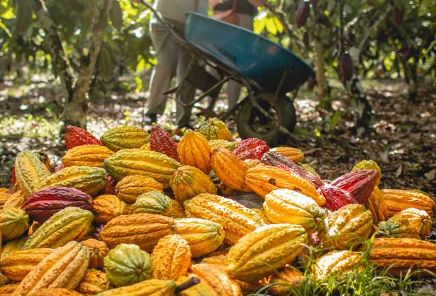 Lutheran World Relief and JCOCO from Seattle Chocolate Company partner to transform lives — and the status quo — through chocolate