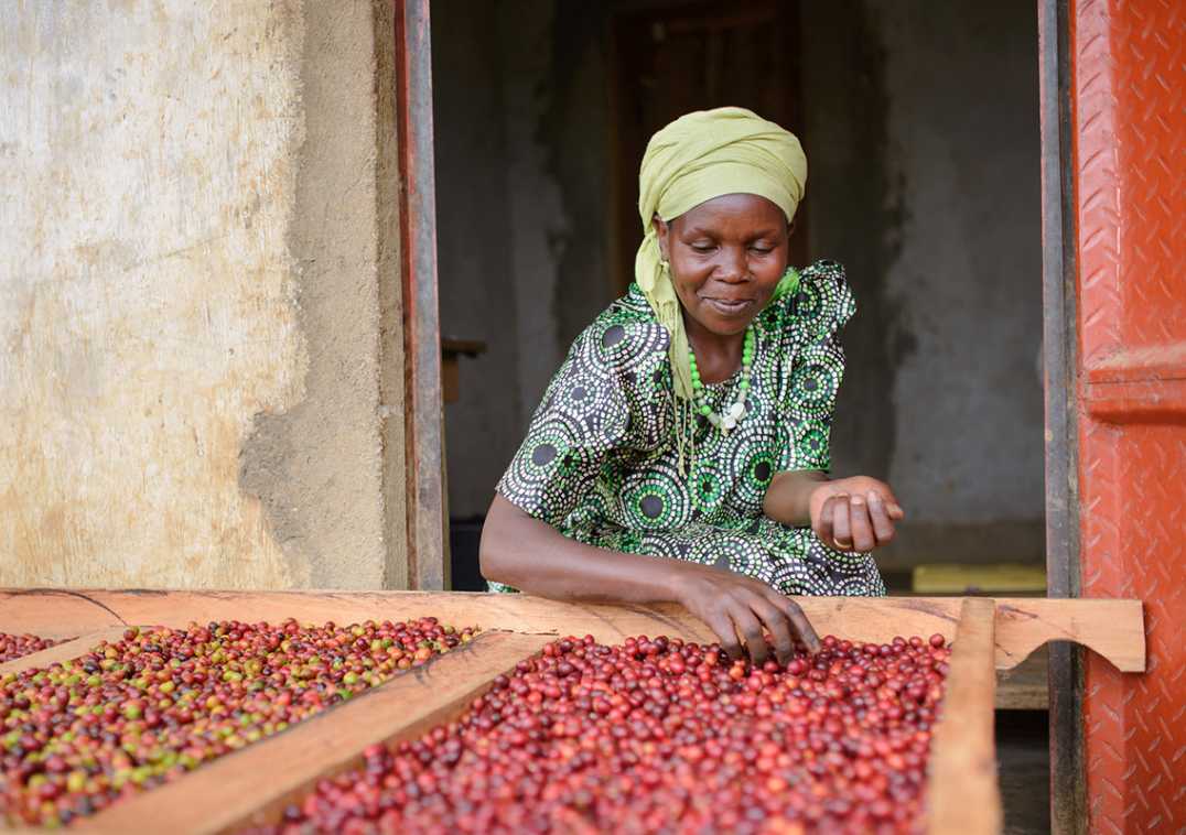 Tahir on AgriLINKS: Brewing Hope: How Mountain Harvest is Transforming Uganda’s Coffee Industry
