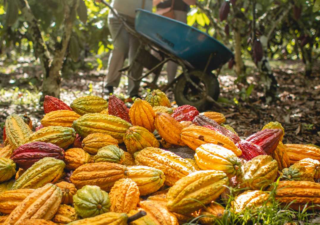 Lutheran World Relief and JCOCO from Seattle Chocolate Company partner to transform lives — and the status quo — through chocolate