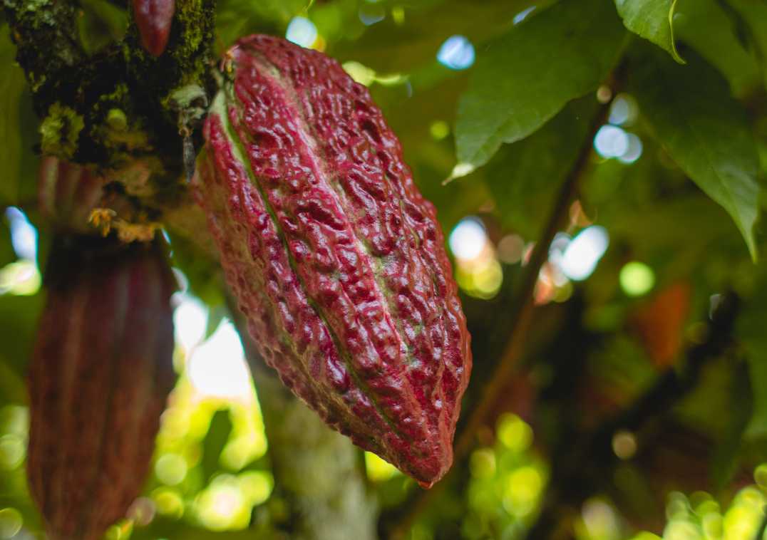 Lutheran World Relief expands coffee and cocoa portfolio with new project, new partners in Honduras 