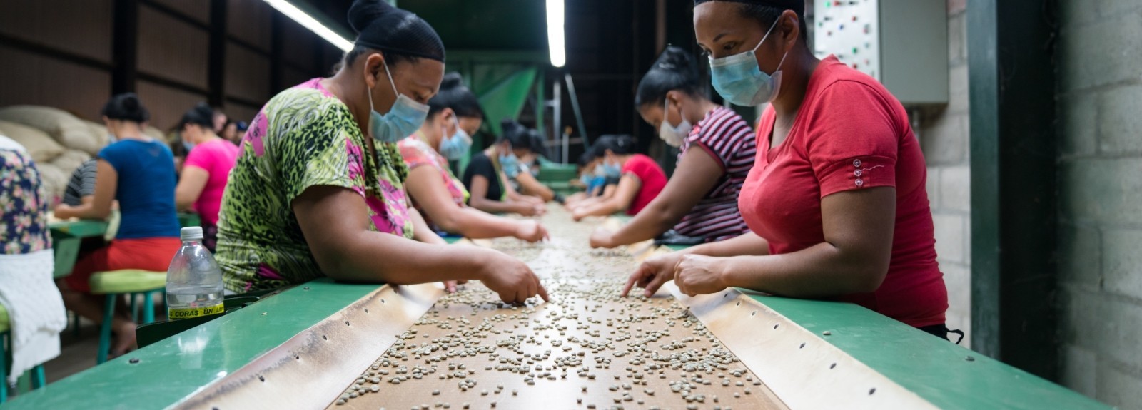 Women coffee farmers sort coffee beans at a cooperative facility