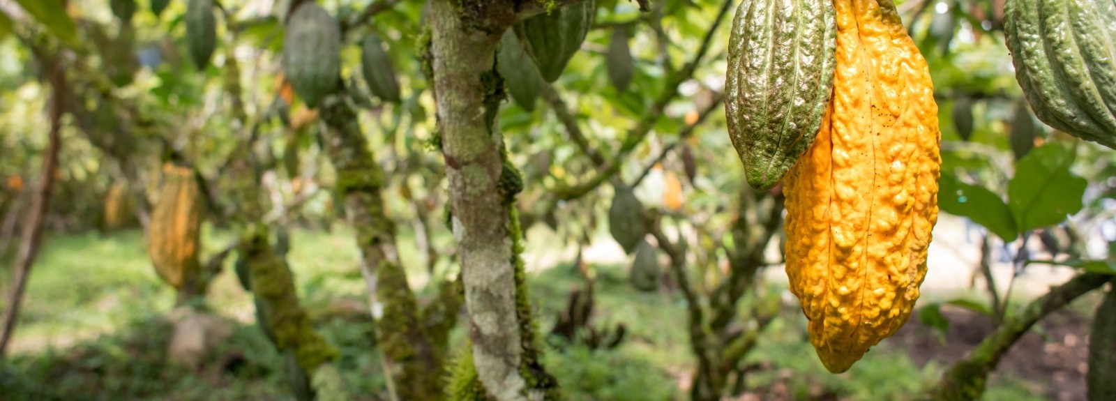 Lutheran World Relief a reçu 2,3 millions de dollars pour promouvoir la culture spécialisée du cacao dans la région VRAEM au Pérou.
