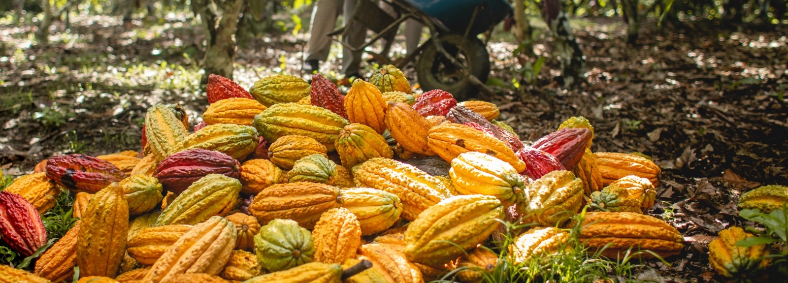 Lutheran World Relief et JCOCO de Seattle Chocolate Company s'associent pour transformer des vies - et le statu quo - grâce au chocolat