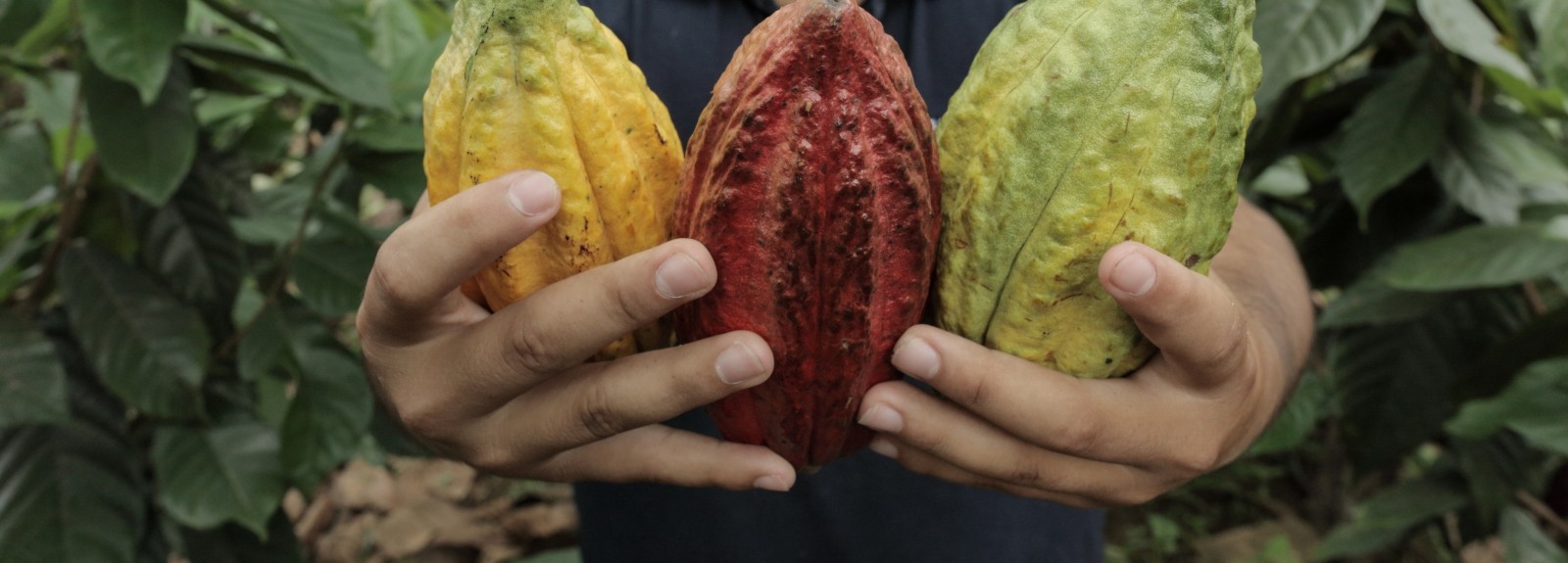 3 reasons why we care about cocoa