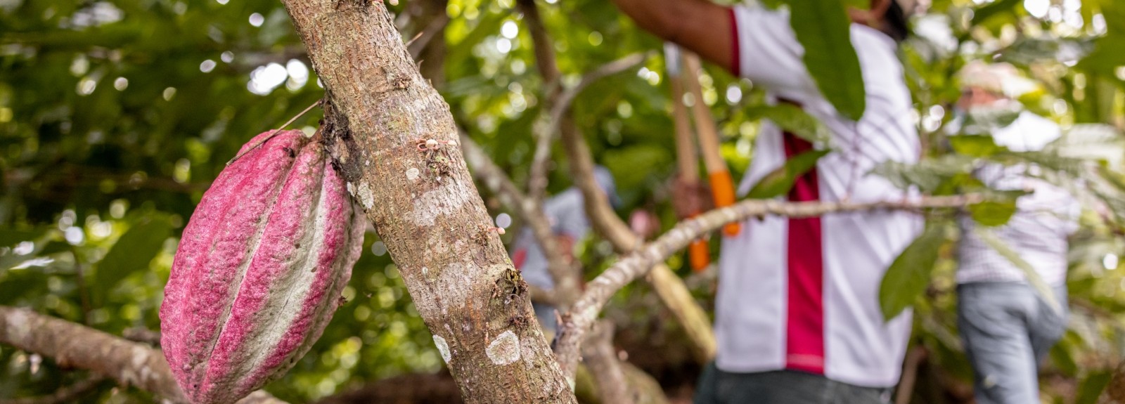 A cacao pod is in the foreground and in the background a man is pruning cacao trees