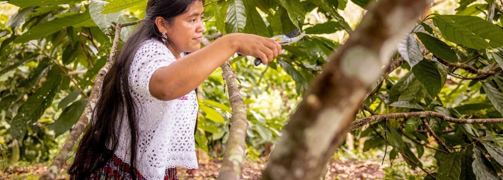 A young Guatemalan woman is among cacao trees and is using a tool to prune a branch
