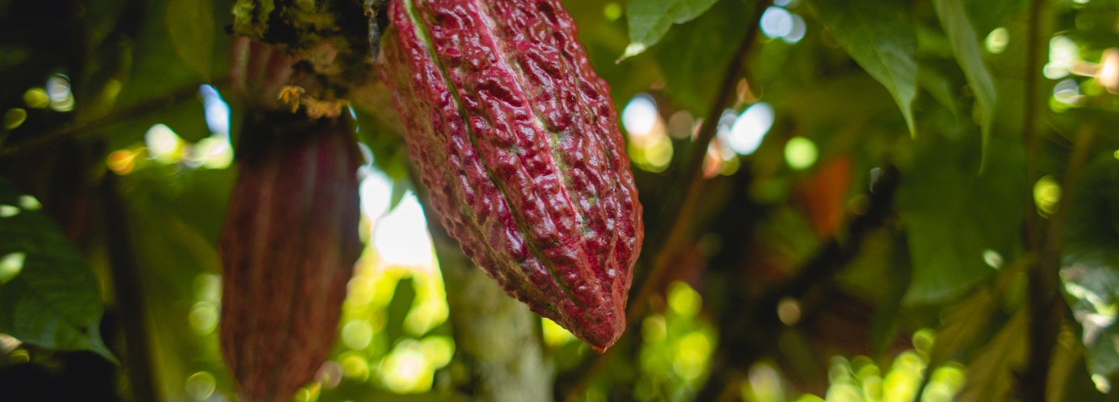 Lutheran World Relief amplía su cartera de café y cacao con un nuevo proyecto y nuevos socios en Honduras 