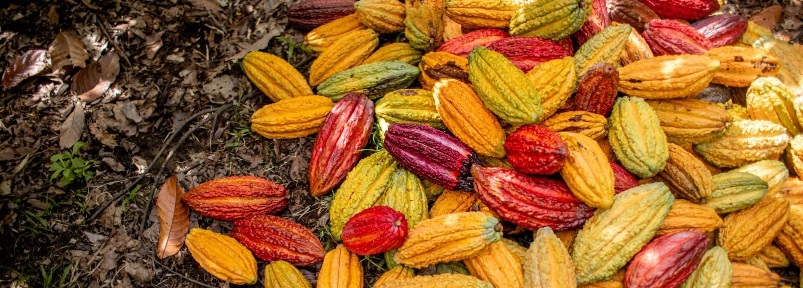 L'organisation Corus, LWR et l'USDA lancent un projet Food for Progress de 21,3 millions de dollars pour développer la chaîne de valeur du cacao au Nigeria