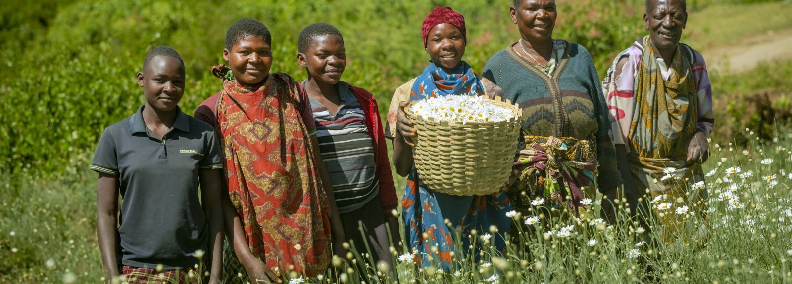 Growing quality pyrethrum in Tanzania for a growing global market