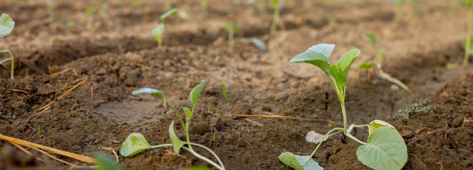 L'assistance technique aux jardins familiaux améliore la nutrition des familles
