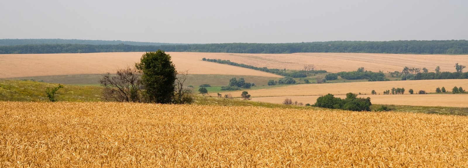 Corus lance un projet visant à soutenir le rétablissement des moyens de subsistance agricoles en Ukraine  