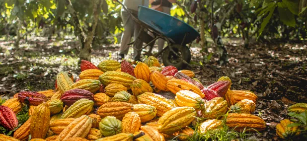 Lutheran World Relief y JCOCO de Seattle Chocolate Company se asocian para transformar vidas -y el statu quo- a través del chocolate