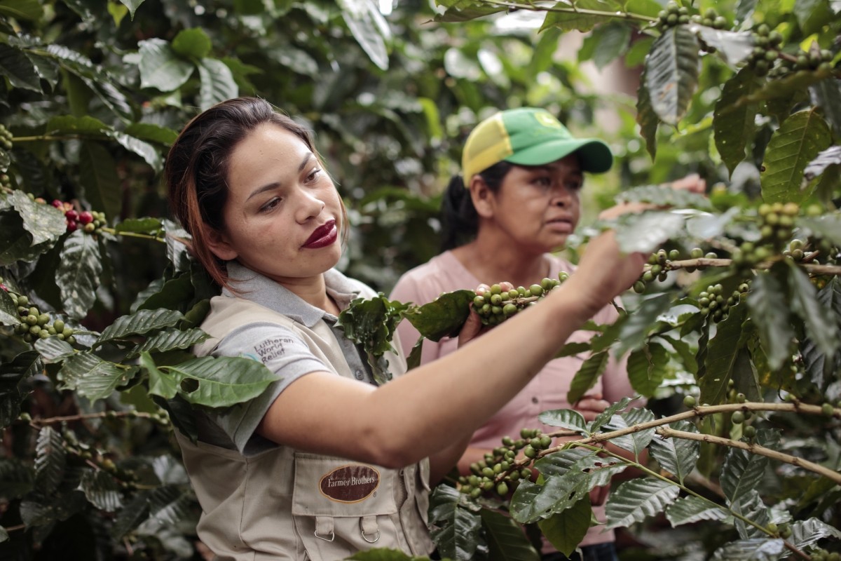 Christian Science Monitor: Los caficultores nicaragüenses se adaptan al cambio climático