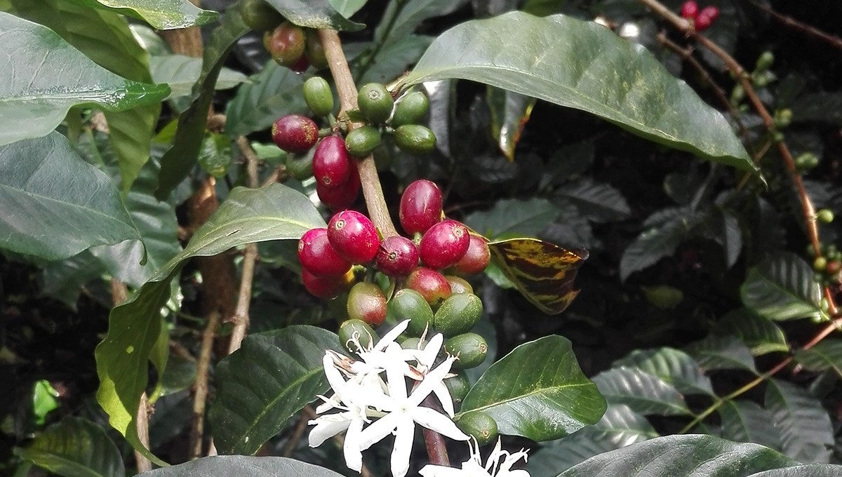 Tahir dans Agrilinks : Une transformation par le café : L'histoire de San Jorge Alto