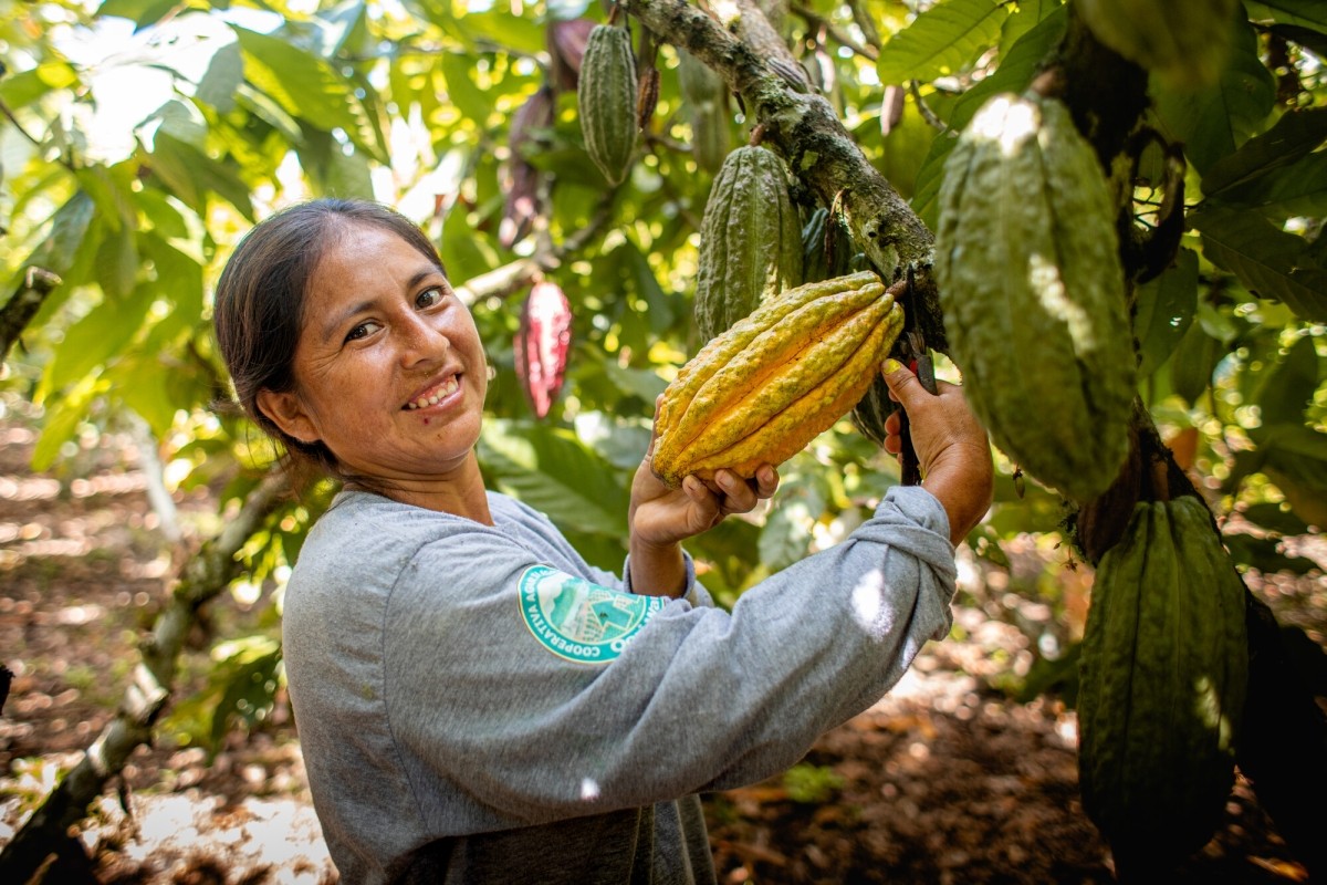 Tahir dans les Agrilinks : La technologie au service du développement : Comment une simple application transforme l'industrie du cacao en Amérique latine