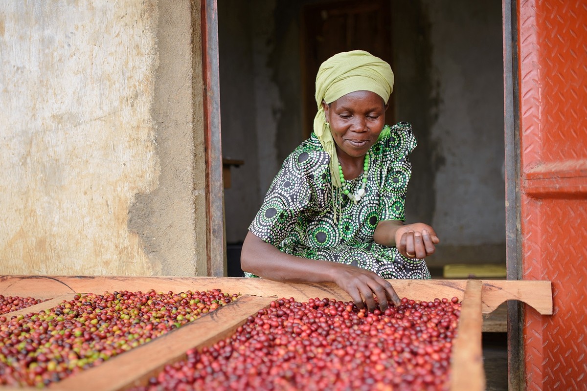 Tahir en AgriLINKS: Brewing Hope: Cómo Mountain Harvest está transformando la industria cafetera de Uganda