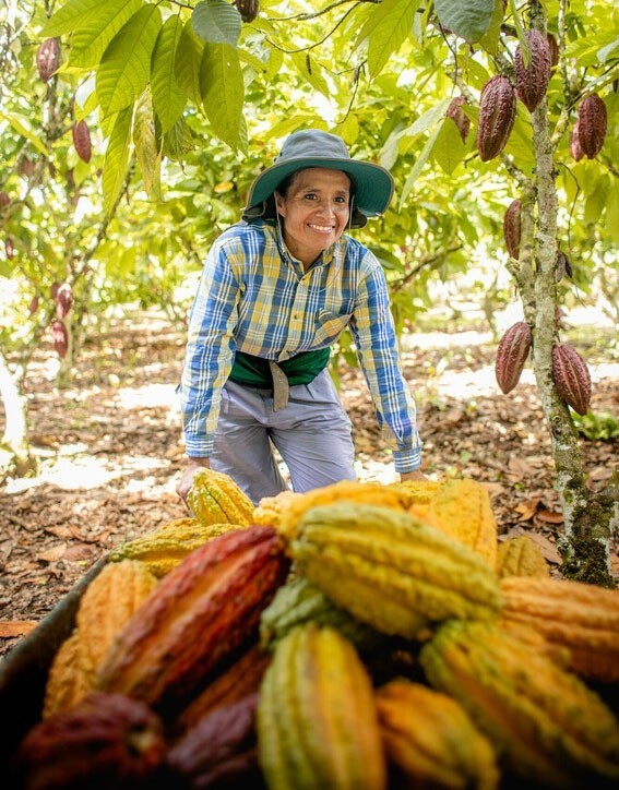 Woman pushes wheelbarrow with yellow cacao pods