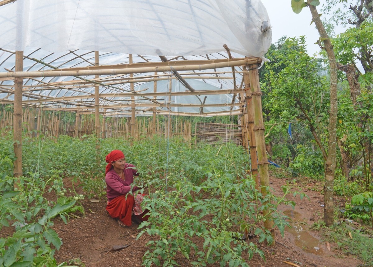 Sabitra Kandel, who participates in Lutheran World Relief’s Mahila Udhhami (“women’s entrepreneurship”) project, tends to her tomato crop. 