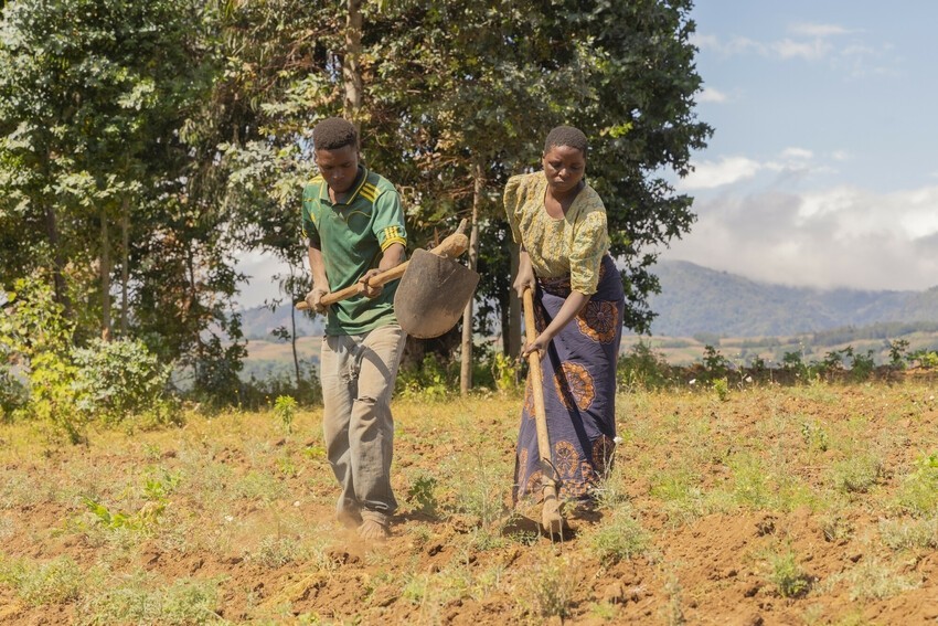 Corus International organization Lutheran World Relief supports a market system development approach in Tanzania to strengthen the pyrethrum value chain and support smallholder producers.