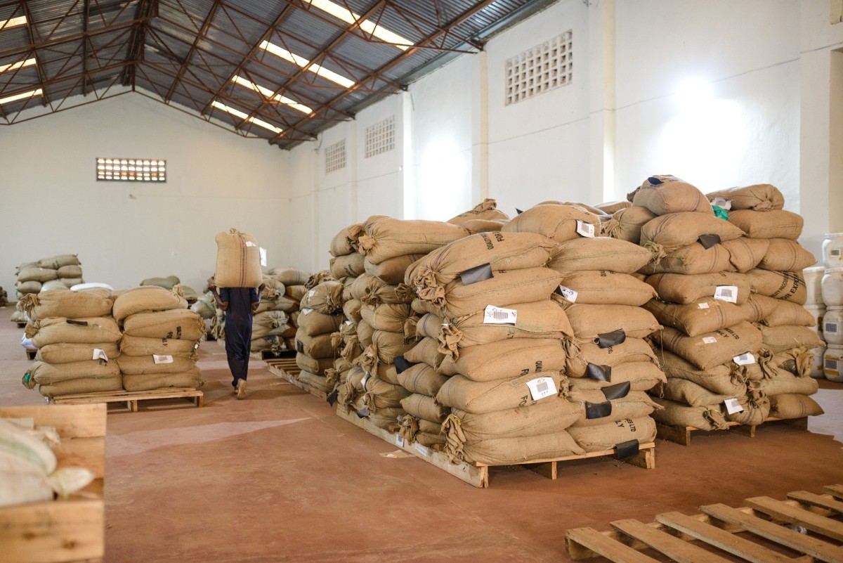 A warehouse filled with sacks of coffee that are ready for export