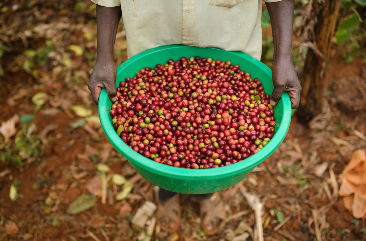 A farmer holds a bucket of coffee cherries