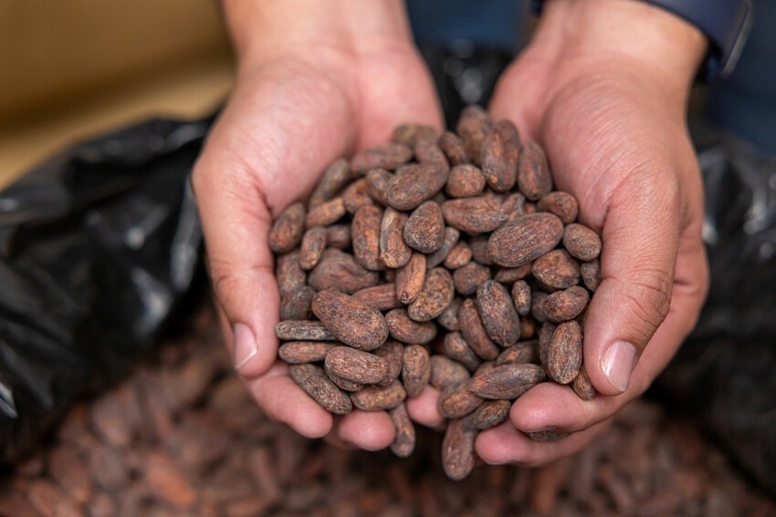 Corus organization Lutheran World Relief supports cacao development work.