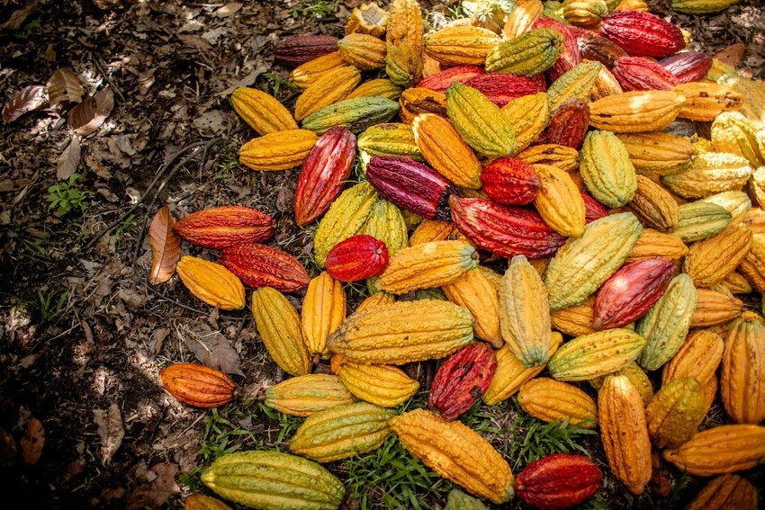 Recently harvested cacao pods