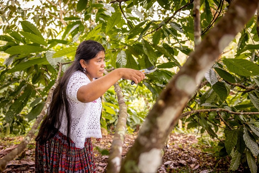A woman prunes a cacao tree