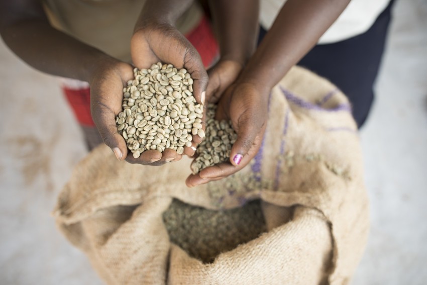 Hands holding dried coffee beans