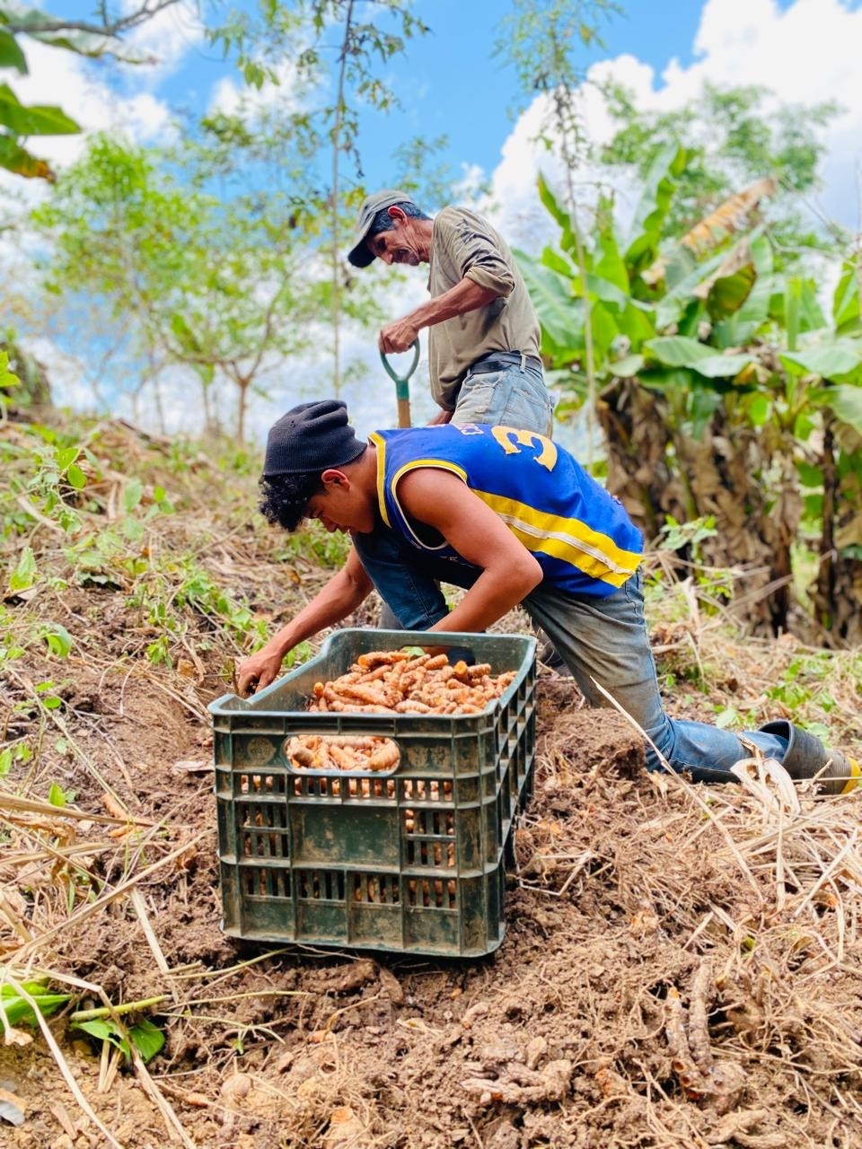 Two coffee farmers, one older and one younger, harvest turmeric in a field