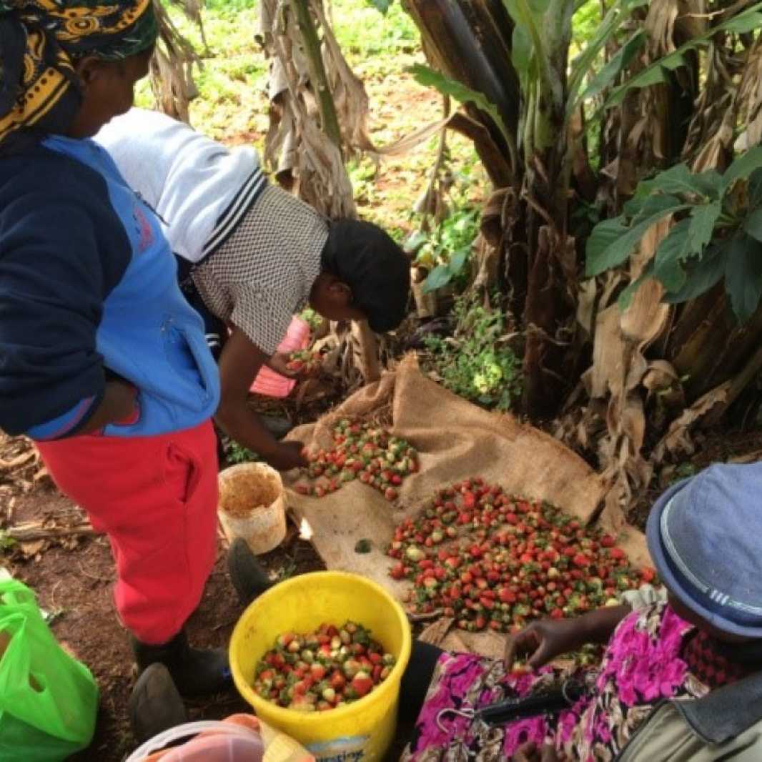 Les fraises ont permis à ses enfants d'aller à l'école