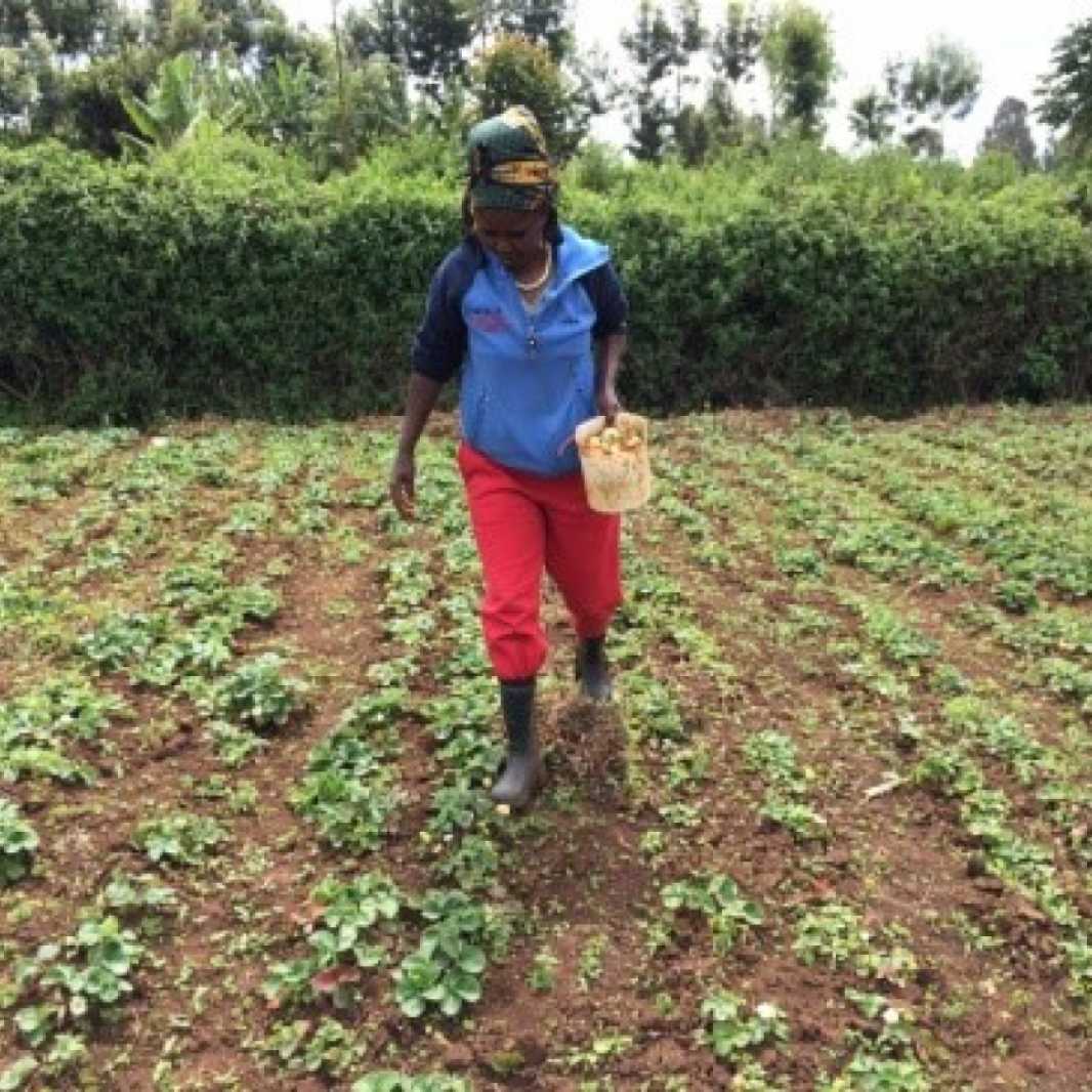 Jane Wangechi travaille sa parcelle de fraises